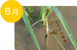 6月　産卵・ふ化
