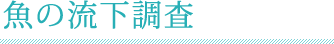 魚の流下調査